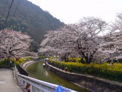 青春18切符で京都 山科へ　　桜の琵琶湖疏水をウオーキング 　Ｐart 2