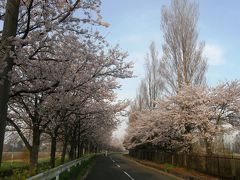 早朝ウォーキングコース沿いに咲く花達・・・ ③平成国際大学周辺の桜を愛でる