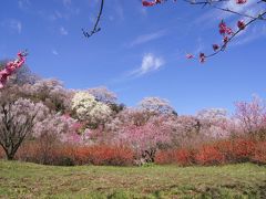 ◆福島の桃源郷・花見山 ２０１６ Part1