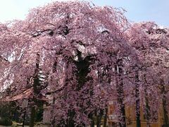 千恵子抄の生家のある二本松・『安達太良円東寺』の枝垂桜