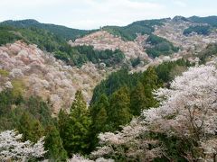 一目千本桜