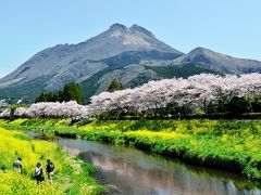 桜満開の由布院