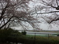 取手の桜 2016  岡堰の桜とかたらいの郷、ふれあい道路沿いの桜並木～