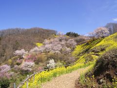 ◆福島の桃源郷・花見山 ２０１６ Part２