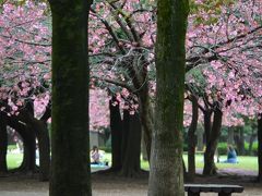 横浜のさくら２０１６　三ッ池公園、馬場花木園、岸根公園　など