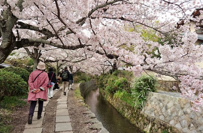 満開の京都。平日に久しぶりの花見をするなら、どこへ行こうか。<br />やっぱり東山だと思いました。<br /><br />だって、琵琶湖疎水と桜並木のコラボって、素敵ですから。<br /><br />京阪の祇園四条駅から、祇園白川、平安神宮前の岡崎疎水、疎水記念館前、金地院経由の蹴上インクライン、南禅寺、哲学の道をぐるっとめぐって、京阪三条駅まで。<br />所要時間４-５時間というウォーキングを楽しみました。