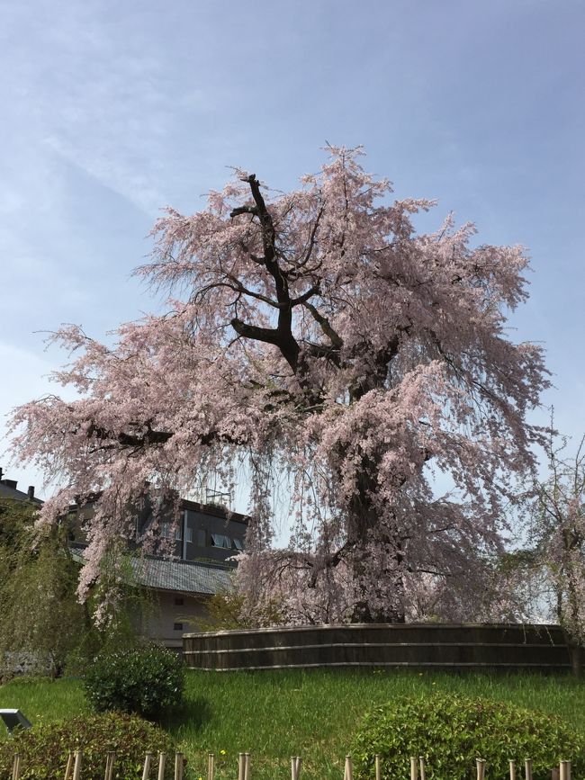 約１ヶ月ぶりの京都へ（笑）<br />今回はサクラを求めて、仲良くさせていただいてるトラベラーの<br />“りぽちゃん”との京都お花見日帰り旅～（≧∇≦）<br /><br />桜の開花宣言があってからは寒い日が続いたり、、、<br />４月になると暖かい日が続き、桜は一気に開花！<br /><br />前日まで桜の開花状況をマメにチェックし、<br />『醍醐寺』と『東寺』のライトアップを見てきました(^-^)<br />場所によっては散っていたりするところもあったけど、<br />最高の天気に恵まれ、京都の桜を楽しんだ一日でしたo(^▽^)o<br /><br />