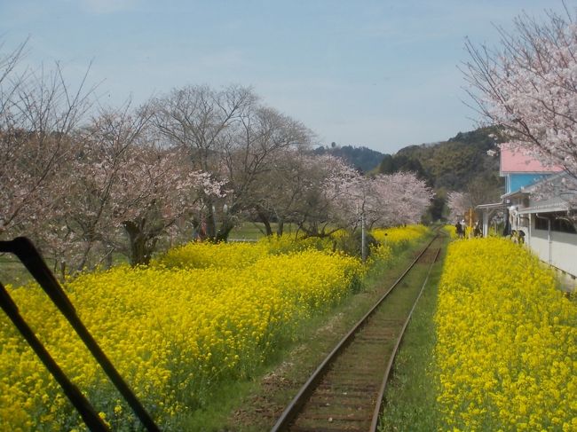 松戸から、観光バスで、上総中野～大多喜～城山公園～いちご狩り～富浦　を観光する。