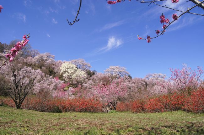 ☆４/５（火）、2年ぶりに福島の桃源郷こと花見山に行ってきました。<br />花見山は、写真家の秋山庄太郎氏（故人）が「福島に桃源郷あり」と讃え毎年訪れた花の楽園です。<br />サクラ、レンギョウ、ハナモモ、モクレン、ボケ、サンシュ等々、<br />春になると２０種以上の花木が競い合うように一斉に咲きだし<br />小川のせせらぎや小鳥たちの歌声がこだましまさに桃源郷のような素晴らしい風景が楽しめます。<br /><br /><br /><br /><br />