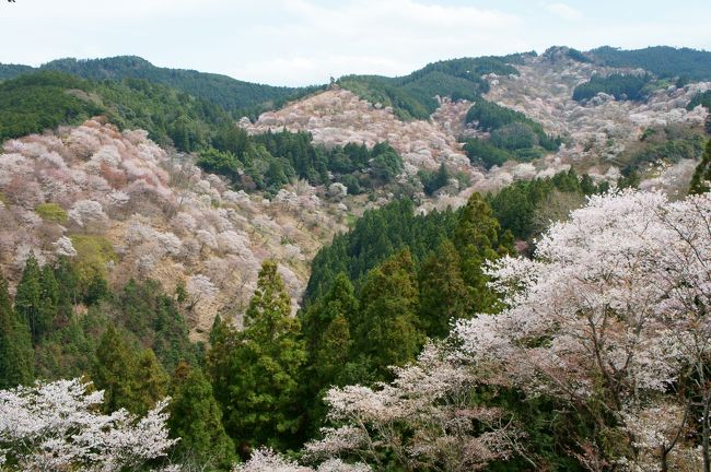 吉水神社を入ると右手に一目千本の大きな看板があり中千本と上千本の展望ポイントになっています。<br />中千本は満開で見頃でした。<br /><br />入るのに一応二百円の拝観料が必要です。