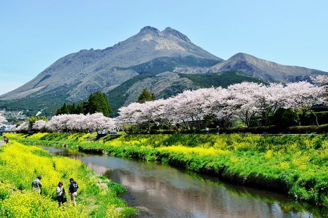 今日が今年の桜の見納めになるでしょうという天気予報に、菜の花と桜のコラボが美しい由布院へ行ってきました。<br /> 朝の天気予報では、県内は一日中曇りですが、南の空は明るいので、桜は見れる信じて出かけました。<br /> 結果はやっと青空の下での桜となり、素晴らしい花見ができました。