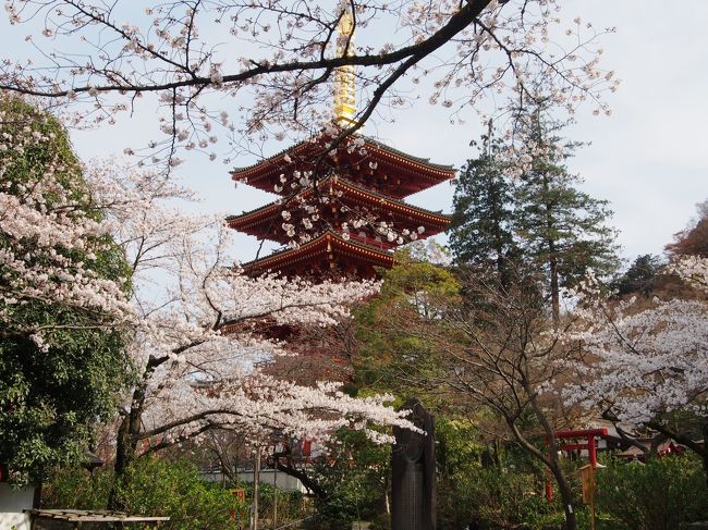 暖冬の影響で早いと言われていた今年の東京の桜・・・<br />しかしながら3月に入り寒さが続いた為か、予報よりも少し遅めの<br />見頃を迎えようとしていた。さて今年はどこにお花見に行こう?<br />東京の桜の満開予報が出ている今週末はお天気が悪そうだし・・・<br /><br />クチコミをチェックすると、各地で咲き具合にずいぶん差が<br />あるようだけど・・・・。まっクチコミは、個人の感想なので、同じ場所でも<br />「ほぼ満開」と書いている人もいれば「6分咲き」と書いている人もいる。<br />・・・シビアに書かれている方が現実に近いのかもしれないな~。<br /><br />桜の名所と言うと全国素敵な名所が沢山あるけれど、東京にも桜が<br />咲き誇る名所は沢山ある。桜の時期の東京は街路樹や川沿いの桜が<br />一斉に咲き誇り、華やかでかなり綺麗だと思う。<br /><br />電車の中から見える景色だってピンク色に一変し、この季節は電車の<br />窓からの景色を見るのも、とっても楽しい♪<br /><br />千鳥ヶ淵・隅田公園・目黒川・上野公園・・・どの名所も桜が満開なら<br />見事な風景になるけれど、平日とは言え人出も多いだろうな。<br />それに4トラにも沢山の旅行記がアップされるだろうし・・・<br /><br />今年はもう少しのんびりとお花見がしたいと思ったので、同じ東京でも<br />「多摩エリア」の名所を訪ねて見ようと思い、ネットチェック。<br />都心に比べたら知名度は少ないけれど・・・人気の「昭和記念公園」や<br />「多摩川沿いの桜」「多摩湖&狭山湖」など桜の名所は沢山ある。<br /><br />中でも「井の頭公園」「小金井公園」は「さくらの名所100選」にも<br />選ばれる「多摩エリア」を代表する桜の名所でもあります。<br />名所の大半は行った事があるけれど、近いのは「小金井公園」かな・・・・。<br /><br />小金井公園の開花状況は・・・「ほぼ満開」「すご~く綺麗」<br />ツイッターのつぶやきも上々。これは小金井公園に決定かな!<br />そんな時に「高幡不動の桜めちゃくちゃ綺麗~」と言うつぶやきを<br />発見してしまう。高幡不動・・・一度行きたいと思っていたんだ。<br /><br />さて・・・どっちの桜を見に行こう???