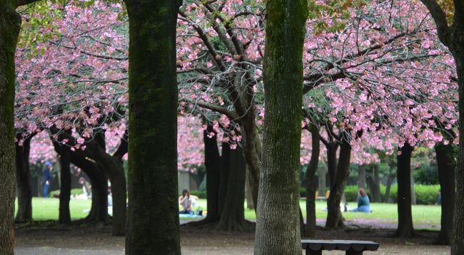 桜が満開宣言されてから、ようやく晴れの日を迎えた。<br />今日が桜の見納めと思い、一日桜を見て歩いた。<br /><br />三ッ池公園　毎年行っている三ッ池公園は、日本の「さくら名所100選」に選ばれている公園。<br />馬場花木園　四季の花が楽しめる。<br />岸根公園　　濃いピンクの横浜緋桜が見事