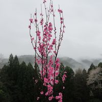 春の雨　熊野古道をすこし歩いた母娘旅　その２