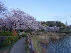新海池（にいのみいけ）公園の桜も満開でした。池に映えていい景色です。