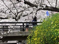 二ヶ領用水・渋川の桜散歩 2016（武蔵小杉）