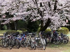 栃木県　小山市　城山公園　（小山氏城址　祇園城址）　桜 下