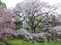 おばちゃん８人、花見旅・・・日曜日＆桜は満開なのに空いていました♪