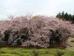 世田谷公園・蛇崩川緑道でお花見　2016年4月