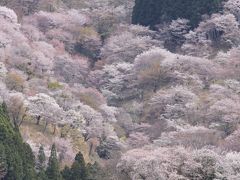 吉野山 ～千本桜に魅せられて～