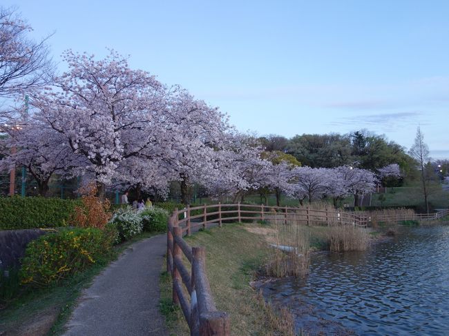 緑区の新海池（にいのみいけ）公園。この池は人造湖です。池の周囲の桜が満開でした。池に映えていい景色です。