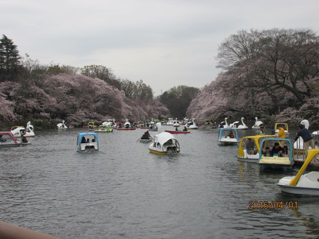 今年の花見会は去年同様、井之頭公園で行う。ここの桜は井之頭池を取り囲むように、両岸にびっしりと咲いていて、池に映る桜、池に散る花びら、それが又絨毯のように池の上に広がり、湖面を進むボートの櫂で波うち、揺らぎ、花模様を描いている。<br /><br />花見会が始まる前にＴａｋａさんとは３０分ほど早目に現場で待ち合わせ、池の半分を回る。弁財天のお宮のある西側半分だ。この池は東西に細長く、丁度真ん中辺りに両岸を結ぶ橋があって、東西の池が二つにくびれ、瓢箪のような形をしている。<br /><br />その池の一番西端に清水の湧き出る泉があって、そこからはコンコンと水が湧き出ている。それは江戸時代から続くものであり、家康が浜松から江戸に国替えになり、江戸城築城も終わって一段落した頃、趣味の鷹狩でよく武蔵野方面に出向き、ここ井之頭へもよくやって来たそうである。家康はこの水を汲んでお茶を立てたとも言われている。当時とすれば、武蔵野の台地地下深くで浄化された清水は、鷹狩に疲れた身体を癒すには最適の飲み物だったに違いない。<br /><br />花見会開始の時間が迫っていて、弁財天、通称弁天さんへお参りする時間も無くなり、神社の裏の渡橋を横切って、待ち合わせ場所に急ぐ。春のうらら、湖面には沢山のボートが出ていて、桜の花吹雪を浴びていた。<br /><br />今年の参加者は合計９名。ネギさん夫妻と遠方鎌倉からやってきた斉さん、それからお馴染みのＴａｋａさんに川さんにＩｎａさん。久しぶりに両山さんも集まって、賑やかな花見会ができた。ネギさんには今年は三岳よ赤霧島の２本も差し入れを受け、更にはＩｎａさんのお土産、玉川の美酒に春爛漫を味わった。今年も又健康で１年を過ごし、花見ができたことに感謝した。