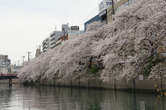 またまた屋形船に乗っちゃいました！　大岡川沿いの桜のお花見です！！