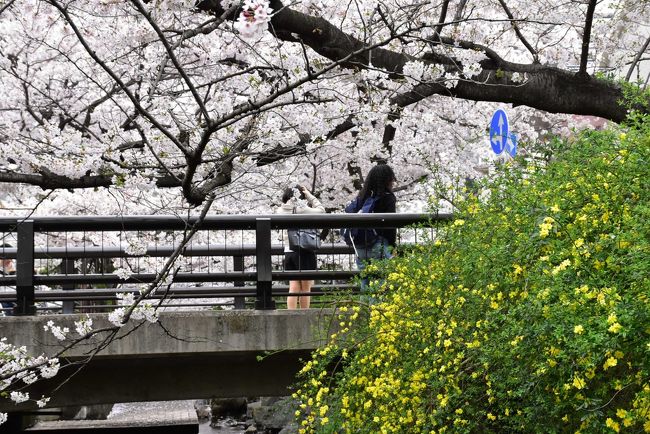 武蔵小杉を流れる二ヶ領用水と渋川の桜並木が見頃になっているので、桜散歩に出かけます。<br />渋川は二ヶ領用水から旧住吉村（現、元住吉）に分水していた用水路で、川の両岸に親水遊歩道が整備され市民の憩いの場になっています。<br />今日（4/4）は法政大学第二高校の入学式があり、学校前の渋川桜並木が新入生を祝福しているようでした。<br /><br />＜400冊目記念号＞<br />旅行記を書き始めてから2年が過ぎ、鉄道・花・里山・街歩きなどをテーマに、最適な写真と過去の思い出やユーモアを入れ、旅の情報源になるように努めてきました。<br />また、複数のトラベラーさんからの感想や意見は大いに役に立ち、この場で御礼を申し上げます。<br />