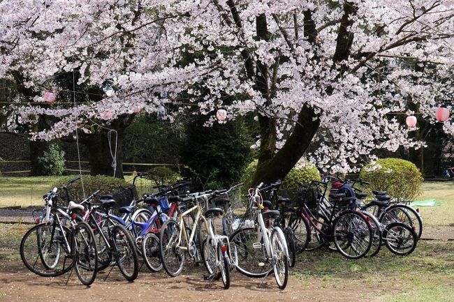 小山市に桜の名所が有ると知り、、行こうかな　それともお馴染みの<br /><br />権現堂の桜でも　思い悩み　<br /><br />初めての　小山城址の公園に興味がわき　車を走らせました。<br /><br /><br />小山氏城址<br />http://www.tochigi-edu.ed.jp/furusato/detail.jsp?p=30&amp;r=138