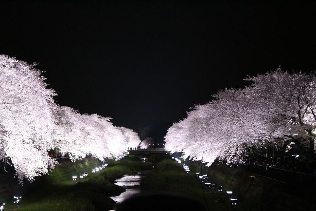 東京都の一級河川「野川」・・・<br />と言っても有名な「多摩川」と比べると小さな小さな川です。<br />その流れは国分寺市から始まり世田谷区の二子多摩川で多摩川に合流します。<br /><br />その野川は調布市佐須町付近で1年に一度「野川桜ライトアップ」が開催されます<br /><br />このライトアップは、照明機材などを扱うアーク・システムさんが無償協力し、<br />地域ボランティアの協力を得て継続しているそうです。<br /><br />毎年数万人が訪れる調布を代表するイベントとの事で、<br />野川沿い両岸の約850メートル区間の桜をライトアップされます。<br /><br />1年に一度のため、中々チャンスに恵まれませんでしたが<br />今年は仕事の休みとタイミングがあったので、訪れることが出来ました。<br /><br />我家から現地までは野川沿いを下って片道約9キロ<br />周囲に駐車場は無いので自転車で訪問する事としました。<br /><br />初めての場所なので、昼間の明るい内に下見を決行<br />普段、野川西之橋～野川公園辺りまでしか散策しませんが<br />その先（下流部）も素晴らしい景観が広がっていました<br />ライトアップ会場の桜も見事！！<br />期待に胸が膨らみます♪<br /><br />一旦帰宅後、暗くなってから再訪<br />片道9km×2往復＝36kmのサイクリングとなりました。<br /><br />そしてメインイベントのライトアップは<br />流石照明のプロがセッティングしただけあり<br />感動するほど本当に見事でした。