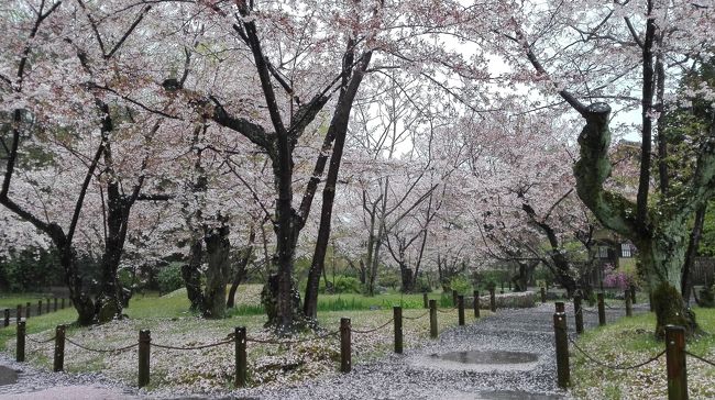 そうだ、桜を見に行こう！第五弾。<br /><br />今年の本命、京都へ行って来ました！<br />毎年楽しみにしている京都の桜巡り...なのに、雨！一日中雨！！<br />ちくしょ〜、それでも楽しんでやる！<br /><br />ということで、予定では自転車を車に積んで原谷苑や龍安寺や平野神社をまわるつもりだったけど、急遽変更！<br />自転車を使わず、歩いて回れるおススメ格安京都巡りに変更。<br /><br />コースは、（京都駅前）六孫王神社〜東寺〜西本願寺〜東本願寺〜渉成園〜（烏丸御池･四条･河原町）御金神社〜六角堂〜錦市場〜錦天満宮〜蛸薬師堂〜佛光寺です。<br /><br />朝6時半に京都に着いて、昼2時半に帰路につくという内容。<br />掛かったのは、渉成園の500円だけ。<br />駐車場も六孫王神社周辺で1日1000円打ち切り。<br /><br />他にも本能寺やイノダコーヒー本店やマンガミュージアムも行きたかったけど、東名阪道が工事で大渋滞してるし早めに退散。<br />これでも十分楽しめる内容でした。