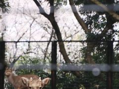 桜の季節の川崎と横浜のレッサーパンダ動物園めぐり（２）小雨と桜降る夢見ヶ崎動物公園～桜の下でじっとこちらを見るホンシュウジカたち＆Hello！ラマの赤ちゃんのケイトちゃん