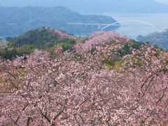 しまなみ海道 桜の名所『開山公園』へ