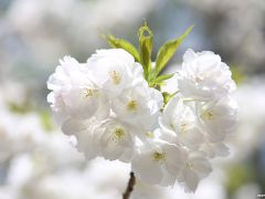 まだまだ楽しめる新宿御苑の桜