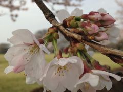 *:.'春爛漫:*．はらはらと舞い落ちる桜がみたい！*：☆