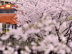 赤色の国鉄型車両103系を追いかけて、満開な桜が咲き広がる桜ノ宮と大阪城に訪れてみた