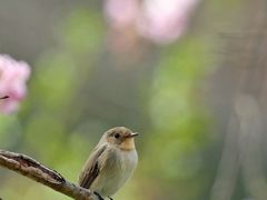 野鳥撮影記録（2016年４月②）