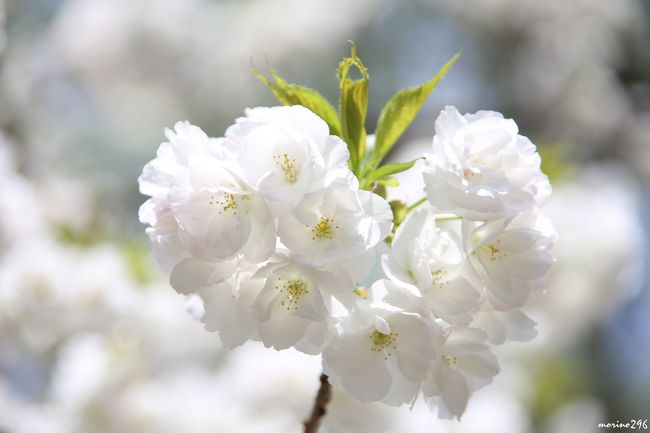 ソメイヨシノに続き八重桜が咲き始めた新宿御苑、まだまだ暫く桜を楽しむことが出来ます。<br />この日楽しめた桜は、ソメイヨシノ・大島桜・白妙・アメリカ・一葉・長州緋桜など。<br /><br />３月２０日に来苑した時は陽光が見頃を迎え、ソメイヨシノが咲き始めたところでした。<br />http://4travel.jp/travelogue/11113955<br /><br />繰り返しになりますが、<br />新宿御苑には約６５種類１１００本の桜が植栽されており、２月のカンザクラから４月下旬のカスミザクラまで長い間にわたり桜を楽しむことが出来ます。<br /><br />早春の桜（花期：２月〜３月中旬）には寒緋桜、陽光<br />盛春の桜（花期：３月下旬〜４月上旬）には枝垂れ桜、八重紅枝垂れ桜<br />晩春の桜（花期：４月中旬〜下旬）には一葉、ウコン、フゲンゾウ、カンザン、ギョイコウなど<br />（パンフレット参照）