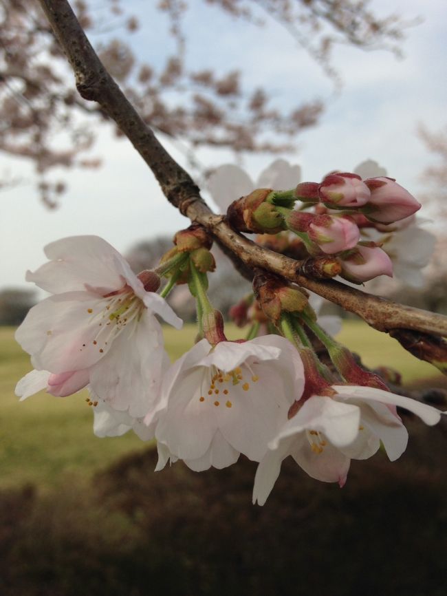 最初に訪れたのは4月2日<br /><br />あれから花流しの雨が２回降った<br /><br />強めの雨にも耐えた桜ですが<br />そろそろ花びらの舞い落ちる頃<br /><br />お出かけついでに立ち寄ってみます。<br /><br /><br /><br />