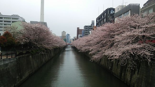 　ご覧戴きましてありがとうございます。<br />　2016年４月２日の土曜日と３日の日曜日の２日間、目黒川の桜、皇居の乾通りの桜、そして７年に１回しか開催されない御柱祭（上社　山出し）を観賞する旅に行ってきました。<br /><br />　期間中の主な行程は以下のとおりです。<br />４月２日　浜松→JR普通列車→恵比寿駅→徒歩→目黒川の桜散策→中目黒駅→東急東横線・JR山手線→東京駅→皇居乾通りの桜散策→都内散歩→新宿駅→特急あずさ25号に乗車→甲府（泊）<br /><br />４月３日　甲府駅→JR中央線普通列車→茅野駅→御柱祭見物（山出し・川越し）→茅野駅→JR臨時列車御柱祭号→塩尻駅→特急しなの22号に乗車→名古屋駅→JR東海道線新快速・普通列車利用→浜松<br /><br />　そのうち今回は行きの道中と目黒川の桜の観覧の様子を紹介していきたいと思います。<br /><br />