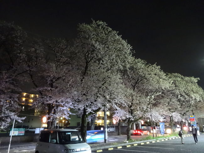 去年引っ越してから地元になった桜です<br /><br />仕事前と仕事帰りに撮った<br /><br />そうなんです　明日は雨で桜がなくなってしまわないうちに写真撮りたかったんです<br /><br />できれば休みを取って松戸近辺全部回りたかったが仕事の引継ぎが全く進んでいないんです<br /><br />自分がいなくてもと思うんだが・・・・<br /><br />いない中ですべてが進んでしまうのもさみしいような悲しいような感じもあって・・・<br /><br />いない中で全部終わっていたらそれはそれでいなくてもいいよと言われてるようで悲しい<br /><br />複雑な気持ちで撮っていたというのもあるがピンボケ写真のオンパレード（へたくそと言われても返す言葉がないが）<br /><br />まあきれいなので来年以降のためにもＵＰしておきます<br /><br />う〜ん　夜桜は難しい<br /><br />夜桜が雪の中の風景に・・・・<br /><br />まあしょうがないか<br /><br />場所は新京成の八柱〜五香の間の桜通りで常盤平駅近くです