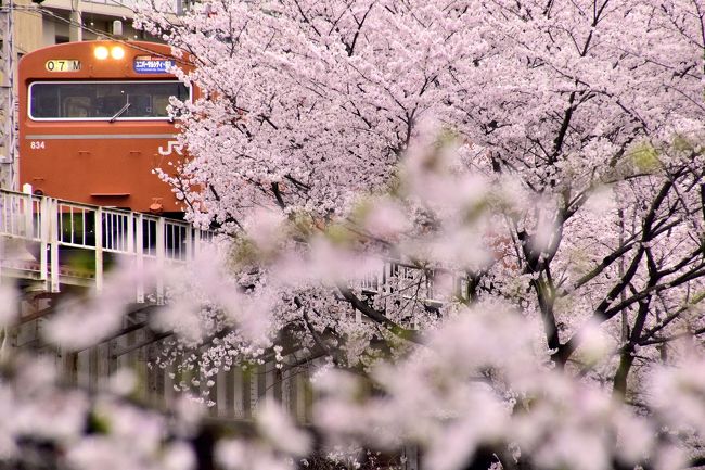 関西の地に未だに現役で運用されている赤色の国鉄型車両103系を追いかけて、満開な桜が咲き広がる桜ノ宮と大阪城に訪れてみました。