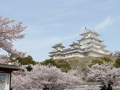 【姫路城】白いうちに満開の桜が撮りたかった