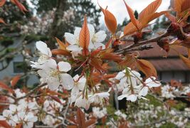 2016春、奈良の桜(6/13)：吉野山(2)：山桜、大橋、木瓜、花韮、花大根、桜草、椿
