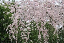 2016春、奈良の桜(7/13)：吉野山(3)：枝垂れ桜、山桜、金峯山寺、修理中の仁王門