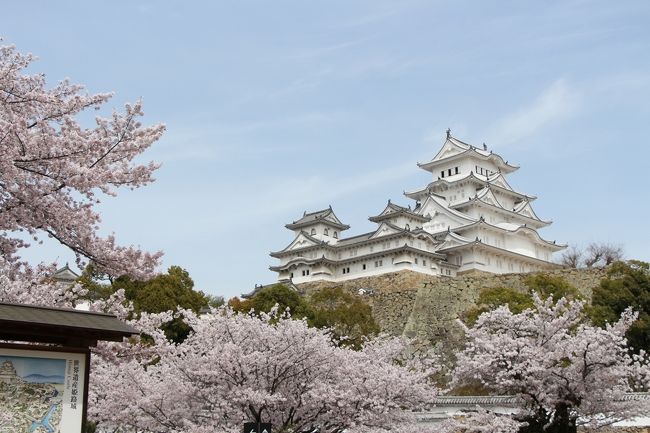 平成の大改修が終わって、1年経った姫路城。<br />数年も経てば白い漆喰が黒ずんできてしまうそうなので、真っ白な姿を見ておかなきゃな〜と思っていました＞＜<br /><br />今年は桜の時期にお天気が悪い日が多くて、悔しい思いをしていたので、前日に関西の晴れ予報を見て、突発でお休みを取って新幹線に飛び乗りました^^<br /><br />ということで、2度目の姫路城です。<br />前回は大改修前に行きました！