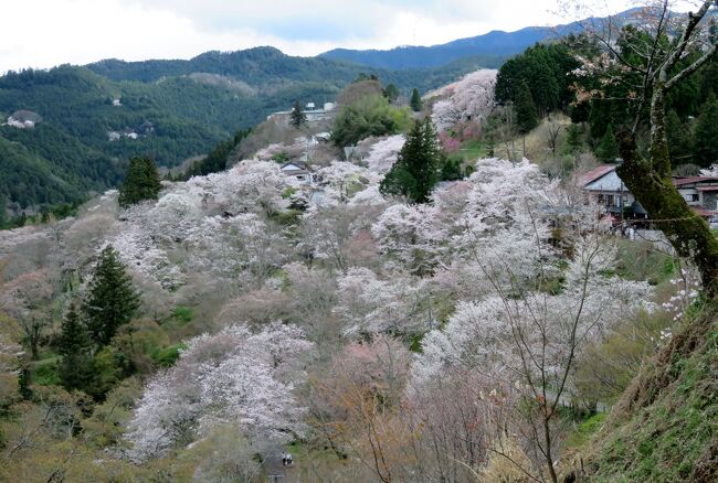 世界文化遺産の金峯山寺などがある、吉野山の花見の紹介です。散り始めの下千本、満開の中千本などの山桜の紹介です。