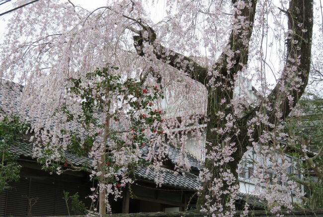 2016春、奈良の桜(9/13)：吉野山(5)：南朝の御所だった吉水神社、三又の花、勝手神社