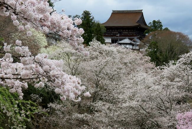2016春、奈良の桜(10/13)：吉野山(6)：中千本、上千本、吉水神社からの蔵王堂、宮坂