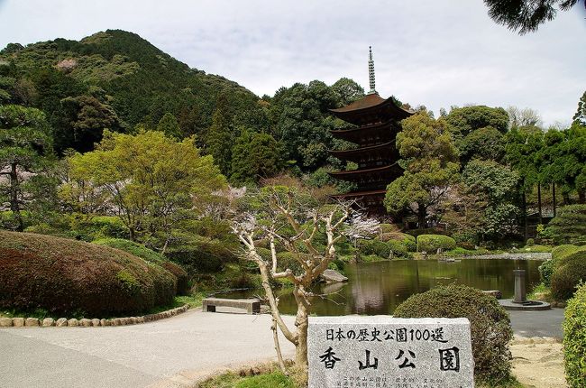 薄曇りながら日差しが戻ってきたので香山公園と一の坂川に行って来ました。<br />香山公園では瑠璃光寺五重塔の付近の桜が満開で花見客や観光客がたくさん訪れていました。<br />広場ではシートを敷いて花見をする人や、結婚式の前撮りか和服姿の男女とカメラマンの姿も見えました。<br />香山公園の桜を楽しんだ後は、徒歩で一の坂川を下りました。<br />一の坂川では両岸の桜が満開で花見客が徒歩で桜を見ながら歩いていました。<br />途中、何本か架かっている橋から写真撮影をされる方を見ました。<br />各々がスマホやカメラを抱えて思い思いの桜とその風景を切り取っていました。<br />生まれて初めて桜の季節の一の坂川を訪れましたが、川面に散りゆく桜に花びらが儚げで綺麗でした。